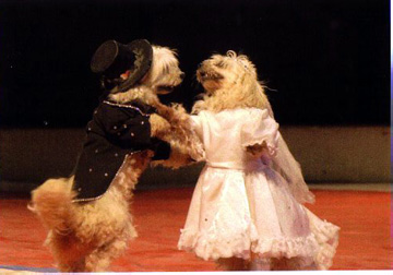 Dorrel's Doggies